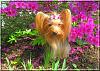 Destiny enjoying the flowers...-destiny01.jpg