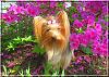 Destiny enjoying the flowers...-destiny02.jpg