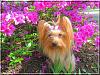 Destiny enjoying the flowers...-destiny004.jpg