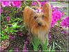 Destiny enjoying the flowers...-destiny05.jpg