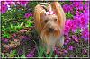 Destiny enjoying the flowers...-destiny06.jpg