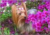 Destiny enjoying the flowers...-destiny07.jpg