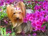 Destiny enjoying the flowers...-destiny08.jpg