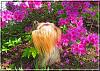Destiny enjoying the flowers...-destiny09.jpg