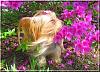 Destiny enjoying the flowers...-destiny010.jpg