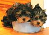 Puppy Pics :)-puppy-kibble1.jpg