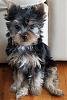 Puppy Pics :)-pepper1.jpg