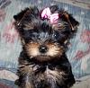 Puppy Pics :)-000-000opal-008.jpg