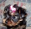 Puppy Pics :)-000-000opal-005.jpg