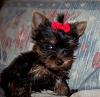 Puppy Pics :)-000-000sevita-006.jpg