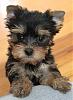 Puppy Pics :)-butterbean1.jpg