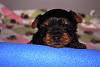 Tinkerbell's Baby Boy-dsc_0638.jpg