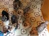 Yorkie OVERLOAD!!!!!!!!-yorkie-overload2.jpg