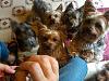 Yorkie OVERLOAD!!!!!!!!-yorkie-overload.jpg