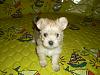 Debut of my 2 new family members: introducing Penny and Benz!-morkie-penny-002.jpg