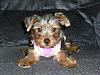 My lil girl Gidget-003.jpg