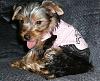 My lil girl Gidget-006.jpg