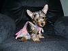 My lil girl Gidget-007-1.jpg