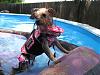 Betty Boop's 1st swim ever-img_0826.jpg