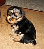Our baby boy Dexter-dsc01272a.jpg