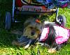 Roxie, Ryder, and Prince...-memorial-day-2010-pics-005.jpg