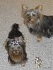 Roxie, Ryder, and Prince...-memorial-day-2010-pics-012.jpg