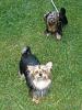 Roxie, Ryder, and Prince...-memorial-day-2010-pics-061.jpg