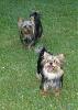 Roxie, Ryder, and Prince...-memorial-day-2010-pics-076.jpg