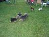 Roxie, Ryder, and Prince...-memorial-day-2010-pics-071.jpg