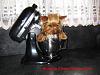 Mixing Up a Batch Of Yorkie Love-img_1151_1.jpg
