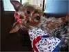 Sadie's Beautiful 4th of July Dress!!!-sadie-4th.jpg