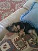 New here and new to Yorkies-bently.jpg