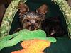 Levi's sister Lily.......-yorkie-talk-001.jpg