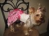 Thanks Cynthia, Prissy Paw Fashions-img_0848.jpg