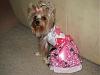 Thanks Cynthia, Prissy Paw Fashions-img_0878.jpg