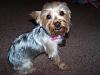 Roxie is home from the groomers!-roxie-new-grooming-007.jpg