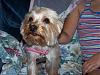 Roxie is home from the groomers!-roxie-new-grooming-011.jpg