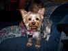 Roxie is home from the groomers!-new-grooming-roxie-005.jpg