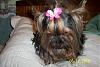 Jada styling in her new butterfly hair bow from Turtledove-100_0613.jpg