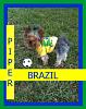 World Cup Fans ~~BRAZIL-pipersoccer-1-1-1.jpg