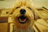 Yorkie smiles are the best smiles!-picture067.jpg