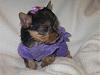 Sissybelle at 5 weeks!!-022.jpg