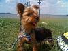 Introducing Chaz- my baby yorkie-chaz.jpg