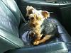 Introducing Chaz- my baby yorkie-chaz-2.jpg