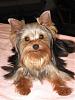 Grooming Therapy-deuce-7-months-small.jpg