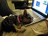 Dharma sleeping on Daddy's Laptop-34111_658769463812_26103429_37029362_3780423_n.jpg