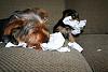 Oh no! I have 2 four legged paper shredders-rsz_001.jpg