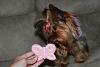 Bijou's 1st Birthday...a year of my girl!!!!-bijou-w-bday-cookie-2.jpg