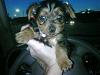 My new baby!-new-baby-yorkie.jpg