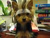 OMG Look at this cute Naruto yorkie!-naruto_dog_2_by_yenaeoslykos.jpg